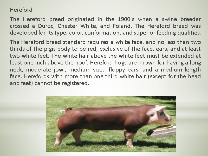 Hereford  The Hereford breed originated in the 1900ís when a swine breeder crossed